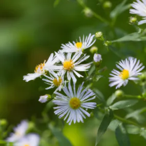 Beautiful and Fragrant: Aster Amellus Alba and Daisy michaelmas Plants for Sale