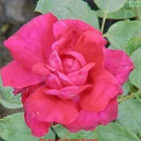 Bring the Beauty of Roses to Your Garden with Our Rose Inspiration Plants