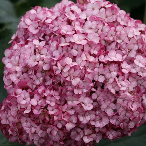 Hydrangea arborescens 'Invincibelle Mini Mauvette'