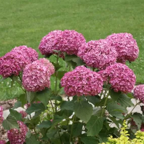 Hydrangea arborescens 'Invincibelle Mini Mauvette'