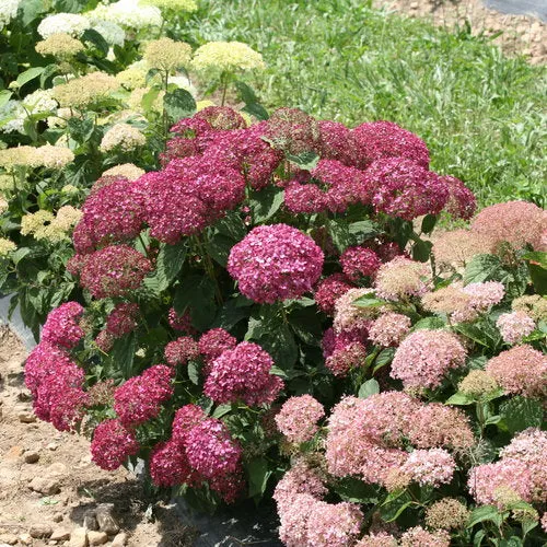 Hydrangea arborescens 'Invincibelle Mini Mauvette'
