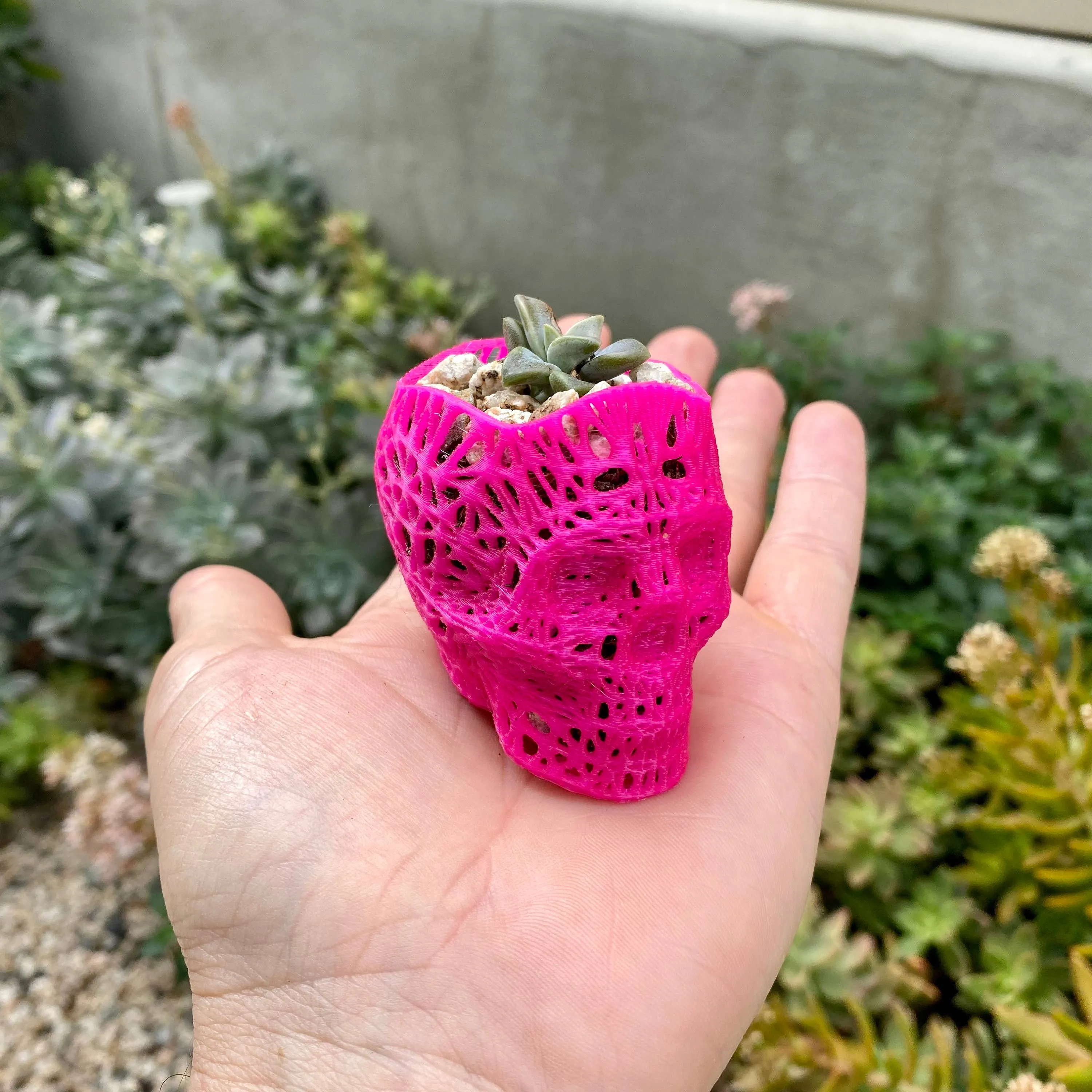 NumanPrints - 3D Printed Succulent Skull Planter Pot Small Indoor: Gold / 5 Inch Skull