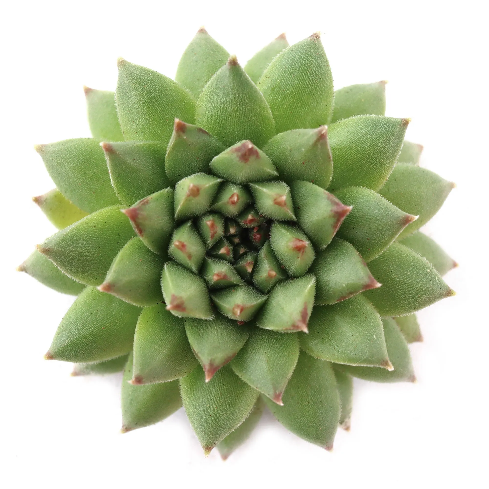 Sempervivum 'Karola'