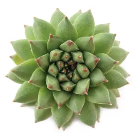 Sempervivum 'Karola'