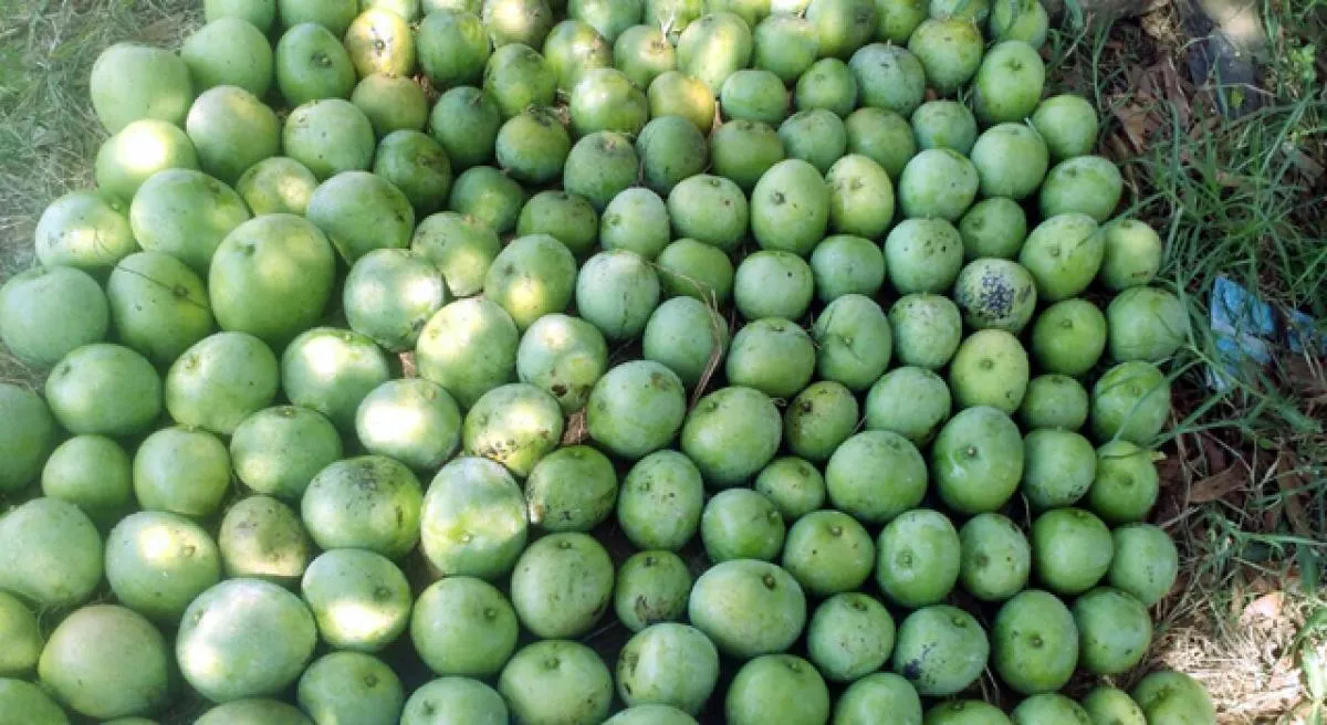 Shop the Best Mango Hybrid Plant | Imam Pasand for Your Garden!