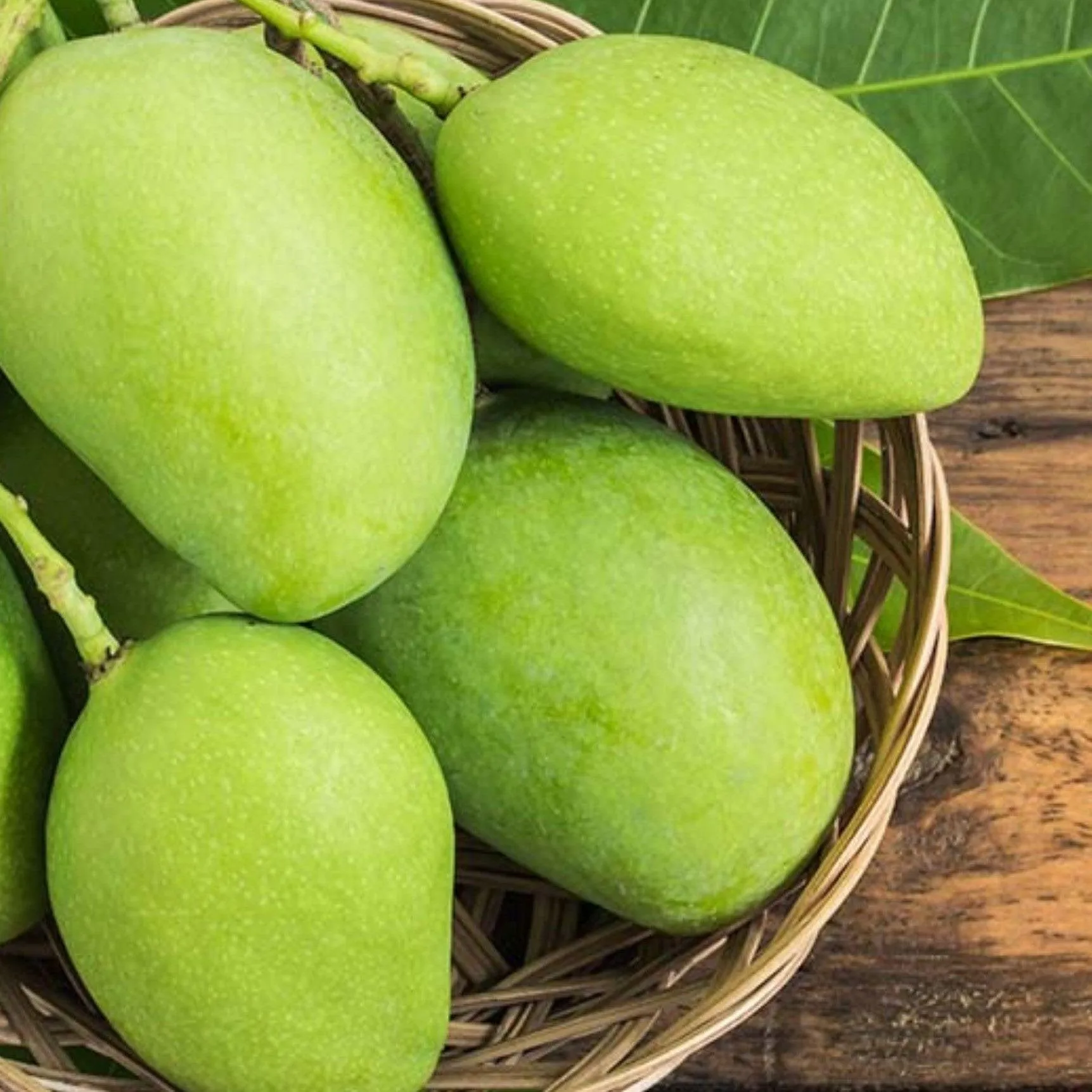Shop the Best Mango Hybrid Plant | Imam Pasand for Your Garden!